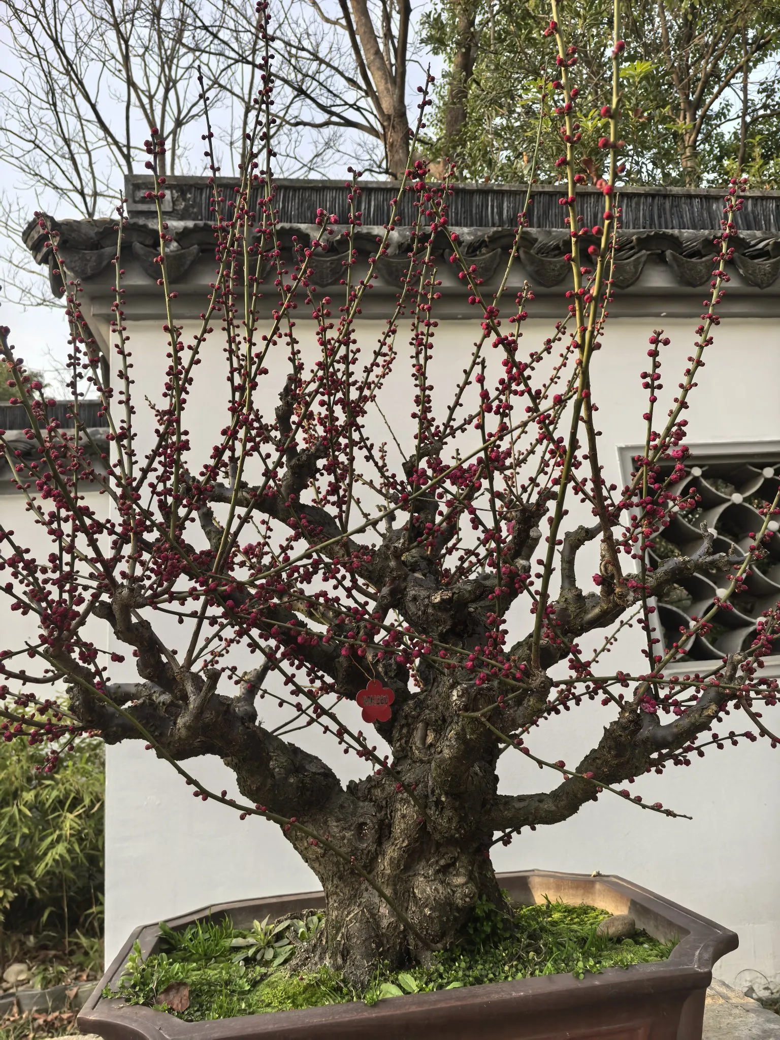 梅园赏梅好时节，粉嫩的花苞绽放在枝头